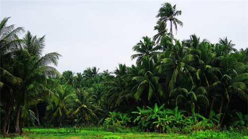 崇州市开店什么万向轮加盟项目生意好，崇州万向装饰